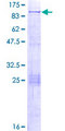 PLEKHH3 Protein - 12.5% SDS-PAGE of human PLEKHH3 stained with Coomassie Blue