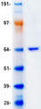 PLIN1 / Perilipin Protein - Purified recombinant protein PLIN1 was analyzed by SDS-PAGE gel and Coomassie Blue Staining