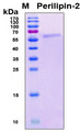 PLIN2 / ADFP / Adipophilin Protein - SDS-PAGE under reducing conditions and visualized by Coomassie blue staining