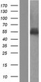 PLRG1 Protein - Western validation with an anti-DDK antibody * L: Control HEK293 lysate R: Over-expression lysate