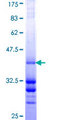 PLRG1 Protein - 12.5% SDS-PAGE Stained with Coomassie Blue