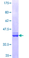 PLS1 / Fimbrin Protein - 12.5% SDS-PAGE Stained with Coomassie Blue.