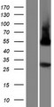 PLSCR5 Protein - Western validation with an anti-DDK antibody * L: Control HEK293 lysate R: Over-expression lysate