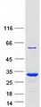 PMF1 Protein - Purified recombinant protein PMF1 was analyzed by SDS-PAGE gel and Coomassie Blue Staining