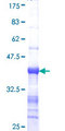 PMFBP1 Protein - 12.5% SDS-PAGE Stained with Coomassie Blue.
