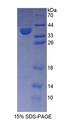 PMM1 Protein - Recombinant  Phosphomannomutase 1 By SDS-PAGE