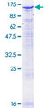 PMS2 Protein - 12.5% SDS-PAGE of human PMS2 stained with Coomassie Blue