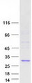 PMS2L3 Protein - Purified recombinant protein PMS2L3 was analyzed by SDS-PAGE gel and Coomassie Blue Staining