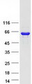 PNLIPRP2 Protein - Purified recombinant protein PNLIPRP2 was analyzed by SDS-PAGE gel and Coomassie Blue Staining