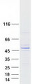 PNMA6A Protein - Purified recombinant protein PNMA6A was analyzed by SDS-PAGE gel and Coomassie Blue Staining