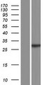 PNPLA4 Protein - Western validation with an anti-DDK antibody * L: Control HEK293 lysate R: Over-expression lysate
