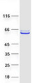 POC1B / WDR51B Protein - Purified recombinant protein POC1B was analyzed by SDS-PAGE gel and Coomassie Blue Staining