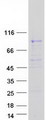 PODN Protein - Purified recombinant protein PODN was analyzed by SDS-PAGE gel and Coomassie Blue Staining