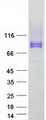 PODXL / Podocalyxin Protein - Purified recombinant protein PODXL was analyzed by SDS-PAGE gel and Coomassie Blue Staining