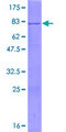 POFUT2 Protein - 12.5% SDS-PAGE of human POFUT2 stained with Coomassie Blue