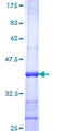 POGK Protein - 12.5% SDS-PAGE Stained with Coomassie Blue.