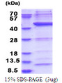 POLR1C / RPA39 Protein