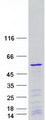 POLR1E Protein - Purified recombinant protein POLR1E was analyzed by SDS-PAGE gel and Coomassie Blue Staining