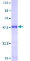 POLR2E Protein - 12.5% SDS-PAGE of human POLR2E stained with Coomassie Blue
