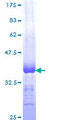 POLR2I Protein - 12.5% SDS-PAGE Stained with Coomassie Blue.