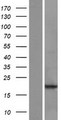 POLR2J3 Protein - Western validation with an anti-DDK antibody * L: Control HEK293 lysate R: Over-expression lysate