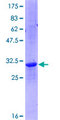 POLR2K Protein - 12.5% SDS-PAGE of human POLR2K stained with Coomassie Blue