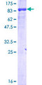 POLR3C Protein - 12.5% SDS-PAGE of human POLR3C stained with Coomassie Blue