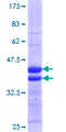 POLR3C Protein - 12.5% SDS-PAGE Stained with Coomassie Blue.