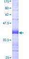 POLR3D Protein - 12.5% SDS-PAGE Stained with Coomassie Blue.