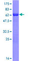 POLR3F Protein - 12.5% SDS-PAGE of human POLR3F stained with Coomassie Blue