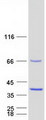 POLR3GL Protein - Purified recombinant protein POLR3GL was analyzed by SDS-PAGE gel and Coomassie Blue Staining