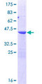 POP7 Protein - 12.5% SDS-PAGE of human POP7 stained with Coomassie Blue