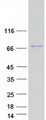 POTEB3 / POTE-15 Protein - Purified recombinant protein POTEB3 was analyzed by SDS-PAGE gel and Coomassie Blue Staining