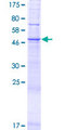 PPAPDC3 Protein - 12.5% SDS-PAGE of human PPAPDC3 stained with Coomassie Blue