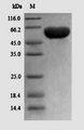 PPARG / PPAR Gamma Protein - (Tris-Glycine gel) Discontinuous SDS-PAGE (reduced) with 5% enrichment gel and 15% separation gel.