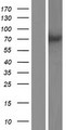 PPEF / PPEF1 Protein - Western validation with an anti-DDK antibody * L: Control HEK293 lysate R: Over-expression lysate