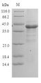 PPIAL4A Protein - (Tris-Glycine gel) Discontinuous SDS-PAGE (reduced) with 5% enrichment gel and 15% separation gel.