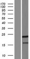 PPIAL4C Protein - Western validation with an anti-DDK antibody * L: Control HEK293 lysate R: Over-expression lysate