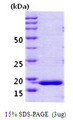 PPIH / Cyclophilin H Protein