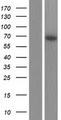 PPIL2 / CYP60 Protein - Western validation with an anti-DDK antibody * L: Control HEK293 lysate R: Over-expression lysate