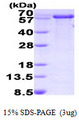 PPIL2 / CYP60 Protein