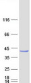 PPIL6 Protein - Purified recombinant protein PPIL6 was analyzed by SDS-PAGE gel and Coomassie Blue Staining