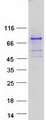 PPM1D / WIP1 Protein - Purified recombinant protein PPM1D was analyzed by SDS-PAGE gel and Coomassie Blue Staining