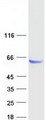 PPM1J Protein - Purified recombinant protein PPM1J was analyzed by SDS-PAGE gel and Coomassie Blue Staining