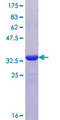 PPP1R14B Protein - 12.5% SDS-PAGE Stained with Coomassie Blue.