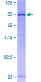 PPP1R16A Protein - 12.5% SDS-PAGE of human PPP1R16A stained with Coomassie Blue