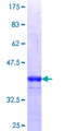PPP1R16A Protein - 12.5% SDS-PAGE Stained with Coomassie Blue.