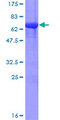 PPP2R4 Protein - 12.5% SDS-PAGE of human PPP2R4 stained with Coomassie Blue