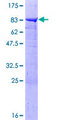 PPP2R5A Protein - 12.5% SDS-PAGE of human PPP2R5A stained with Coomassie Blue