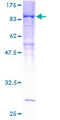 PPP2R5D Protein - 12.5% SDS-PAGE of human PPP2R5D stained with Coomassie Blue